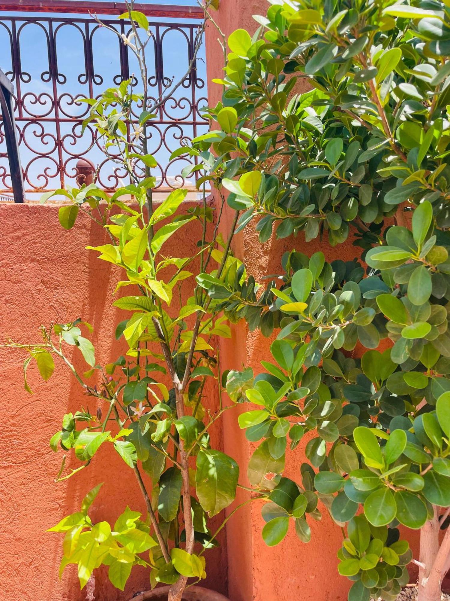 Apartment Ms Holidays Terrasse Privatise Marrakech *